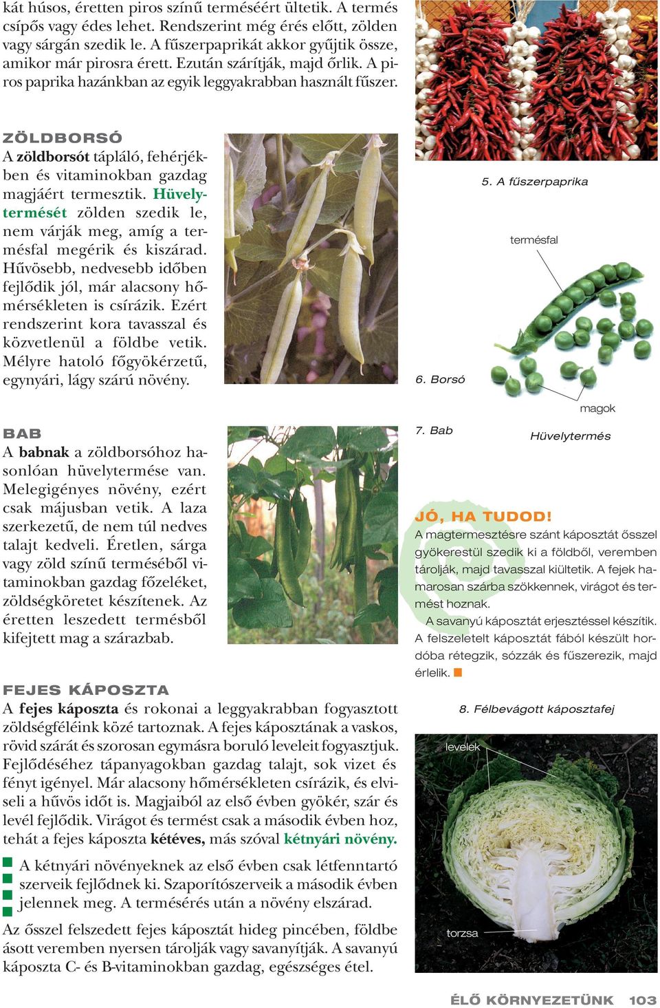 ZÖLDBORSÓ A zöldborsót tápláló, fehérjékben és vitaminokban gazdag magjáért termesztik. Hüvelytermését zölden szedik le, nem várják meg, amíg a termésfal megérik és kiszárad.