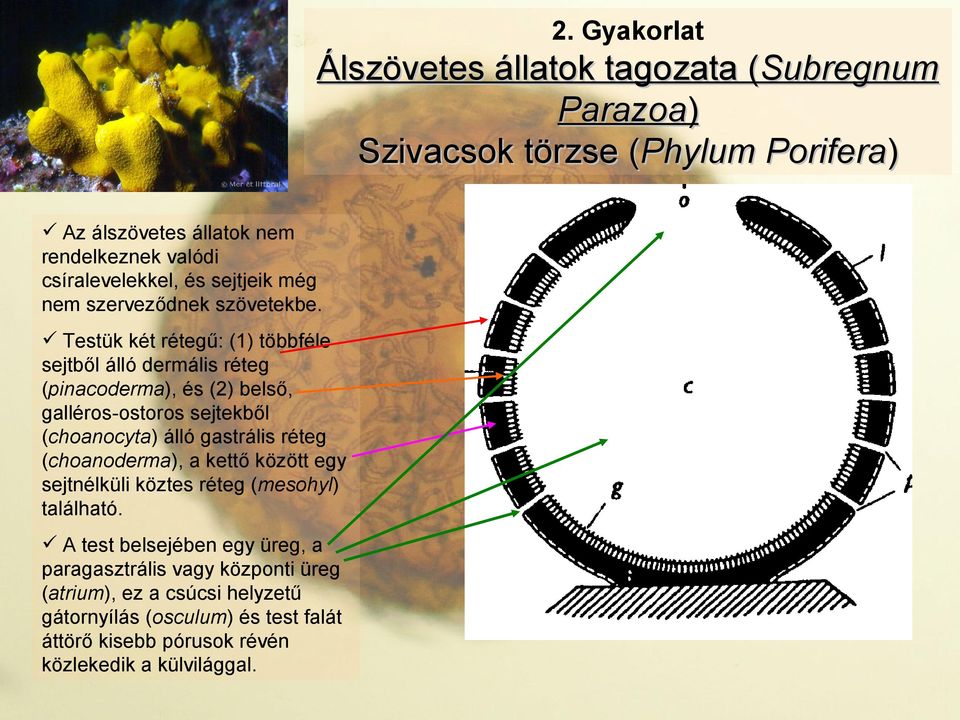 Testük két rétegű: (1) többféle sejtből álló dermális réteg (pinacoderma), és (2) belső, galléros-ostoros sejtekből (choanocyta) álló gastrális réteg