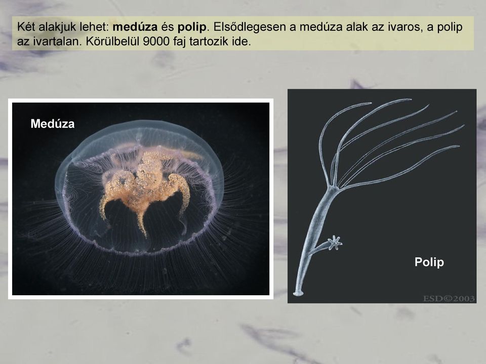 ivaros, a polip az ivartalan.