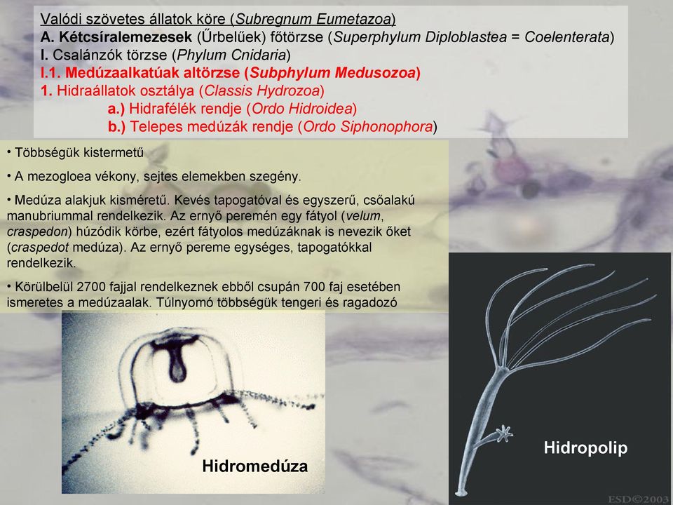 ) Telepes medúzák rendje (Ordo Siphonophora) Többségük kistermetű A mezogloea vékony, sejtes elemekben szegény. Medúza alakjuk kisméretű.