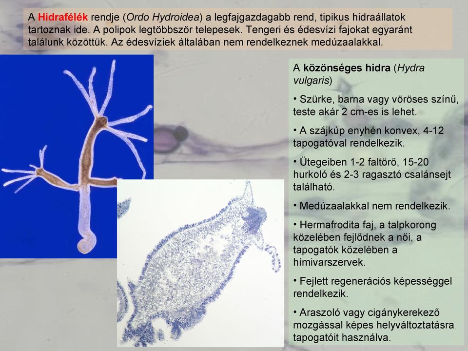 A közönséges hidra (Hydra vulgaris) Szürke, barna vagy vöröses színű, teste akár 2 cm-es is lehet. A szájkúp enyhén konvex, 4-12 tapogatóval rendelkezik.