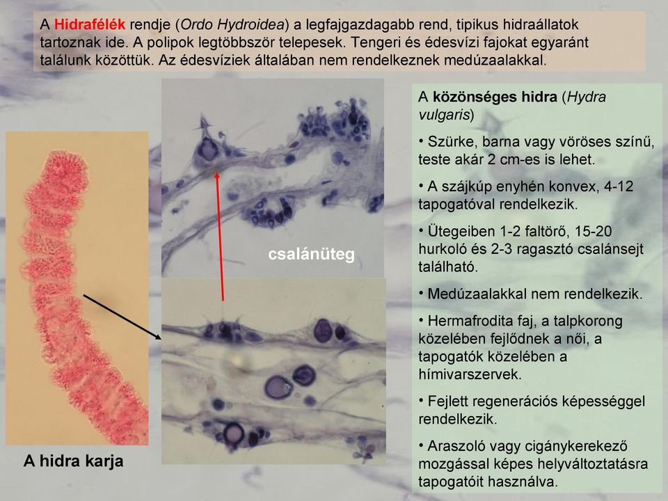 A szájkúp enyhén konvex, 4-12 tapogatóval rendelkezik. csalánüteg Ütegeiben 1-2 faltörő, 15-20 hurkoló és 2-3 ragasztó csalánsejt található. Medúzaalakkal nem rendelkezik.