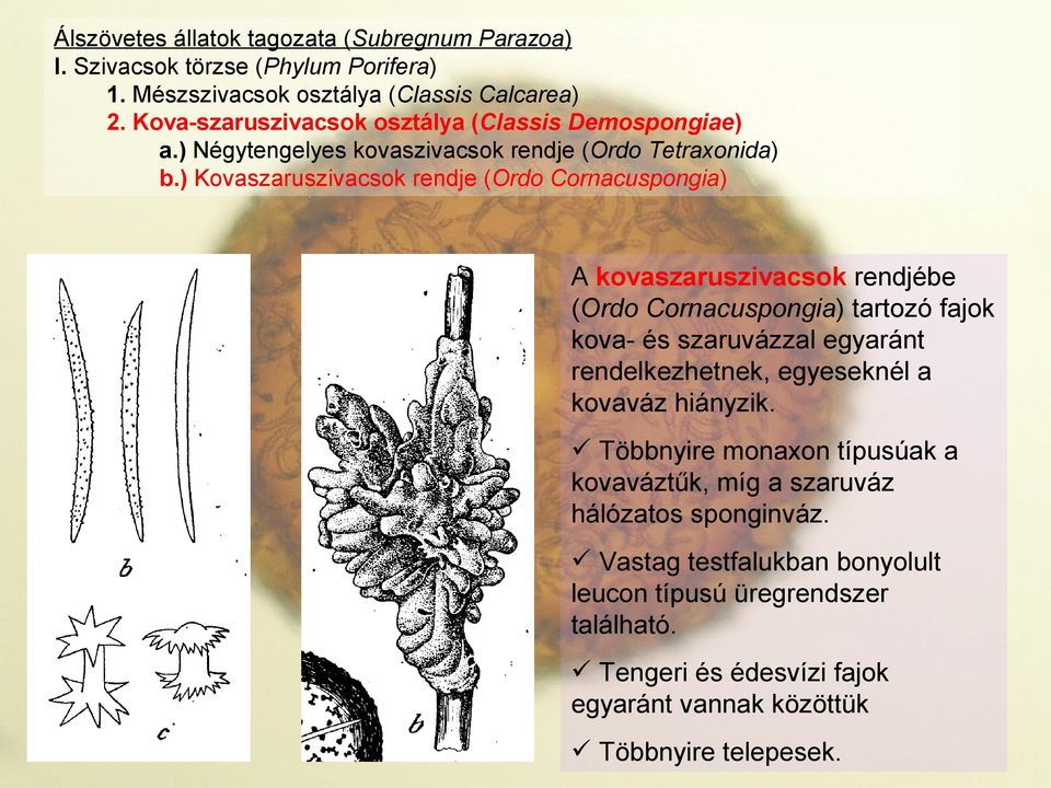 ) Kovaszaruszivacsok rendje (Ordo Cornacuspongia) A kovaszaruszivacsok rendjébe (Ordo Cornacuspongia) tartozó fajok kova- és szaruvázzal egyaránt rendelkezhetnek,