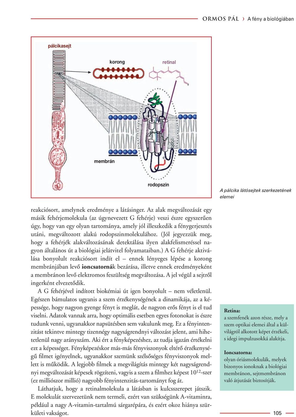 rodopszinmolekulához. (Jól jegyezzük meg, hogy a fehérjék alakváltozásának detektálása ilyen alakfelismeréssel nagyon általános út a biológiai jelátvitel folyamataiban.
