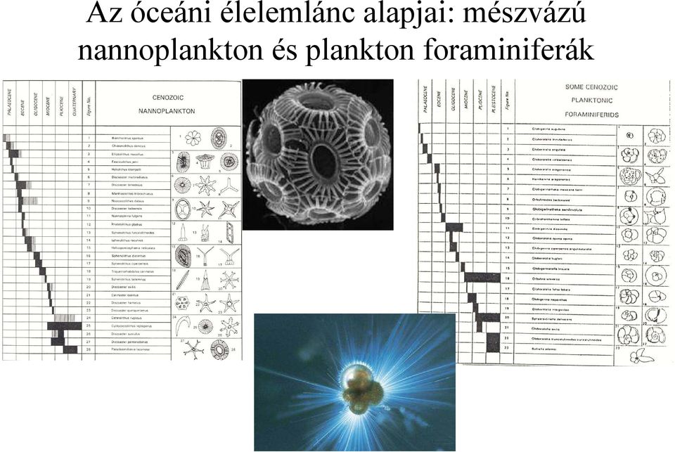 mészvázú