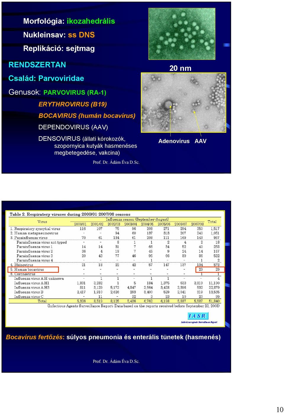 bocavírus) DEPENDOVIRUS (AAV) DENSOVIRUS (állati kórokozók, szopornyica kutyák hasmenéses