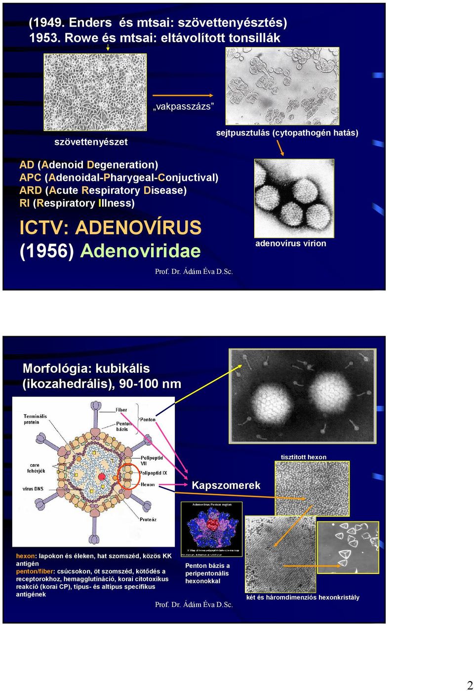 (Acute Respiratory Disease) RI (Respiratory Illness) ICTV: ADENOVÍRUS (1956) Adenoviridae adenovírus virion Morfológia: kubikális (ikozahedrális), 90-100 nm tisztított hexon