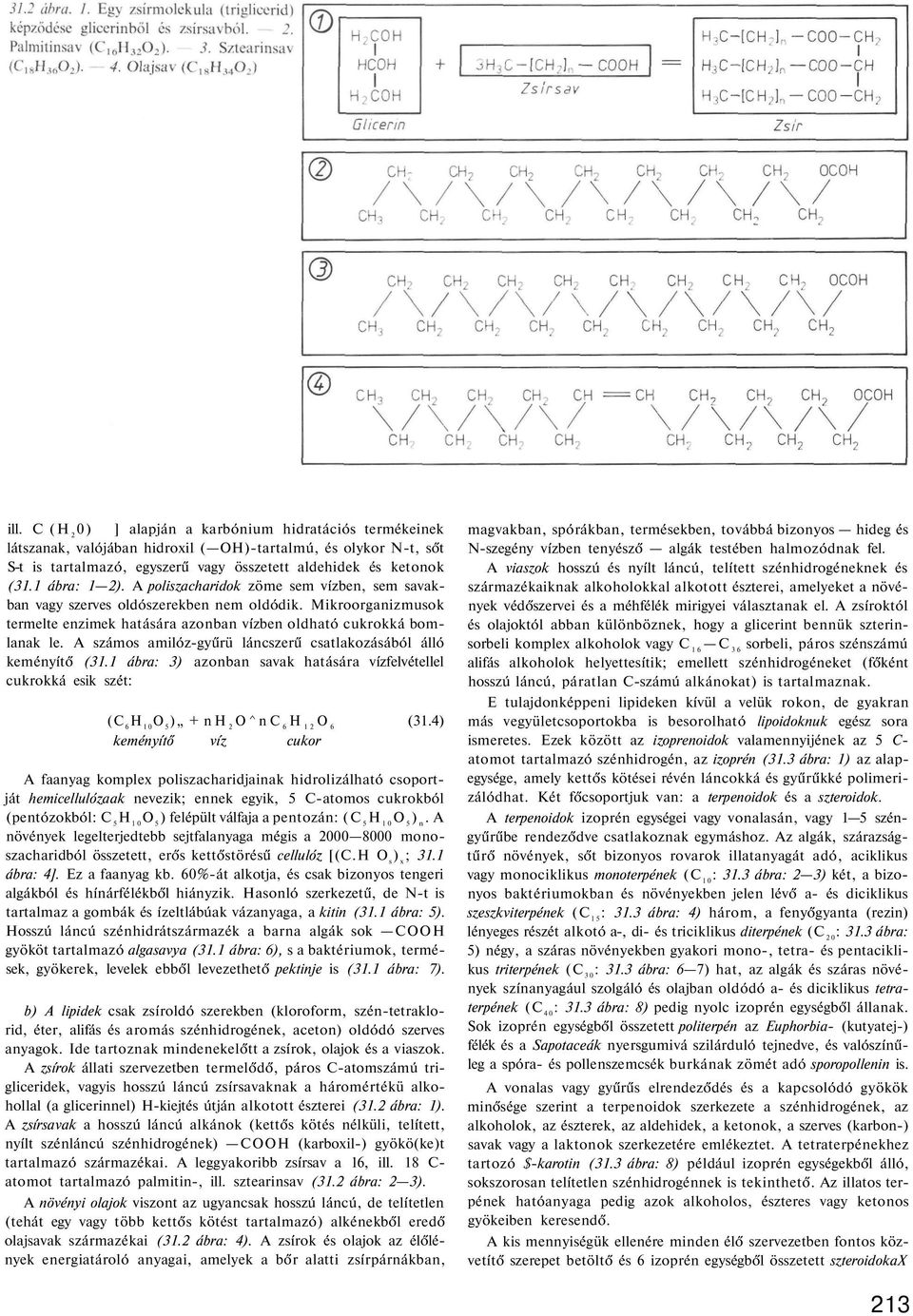 A számos amilóz-győrü láncszerő csatlakozásából álló kemény t (31.