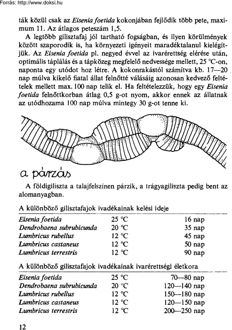 negyed évvel az ivarérettség elérése után, optimális táplálás és a tápközeg megfelelő nedvessége mellett, 25 C-on, naponta egy utódot hoz létre. A kokonrakástól számítva kb.