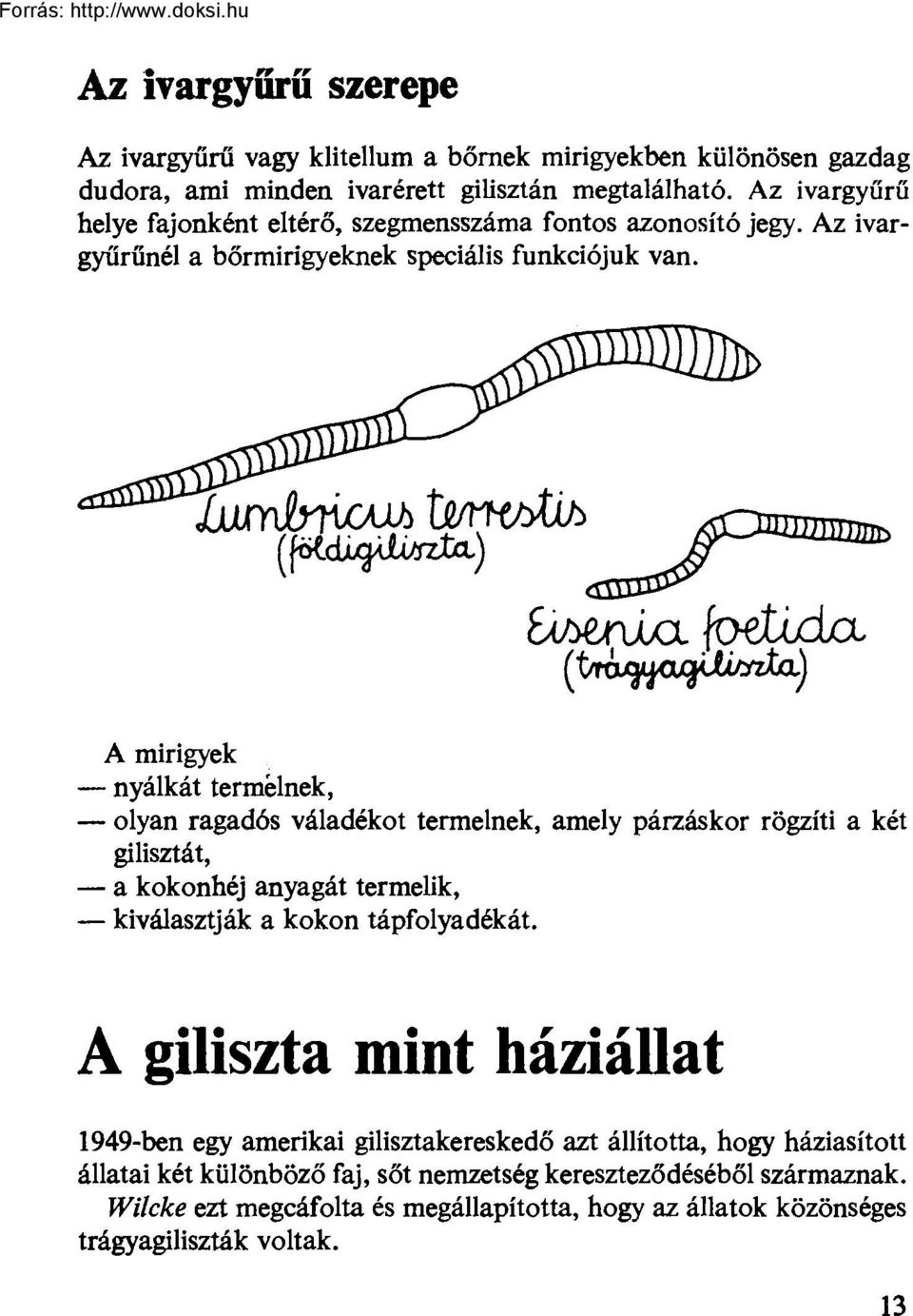 A mirigyek nyálkát termelnek, olyan ragadós váladékot termelnek, amely párzáskor rögzíti a két gilisztát, a kokonhéj anyagát termelik, kiválasztják a kokon tápfolyadékát.