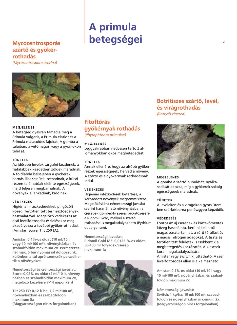 Botritiszes szártô, levél, és virágrothadás (Botrytis cinerea) Az idôsebb levelek sárgulni kezdenek, a fiatalabbak kezdetben zöldek maradnak.