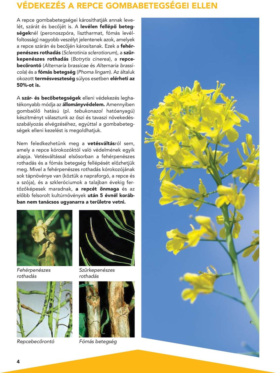 Ezek a fehér - penészes rothadás (Sclerotinia sclerotio rum), a szürkepenészes rothadás (Botrytis cinerea), a repcebecôrontó (Alternaria bra s si cae és Alternaria brassicola) és a fómás betegség