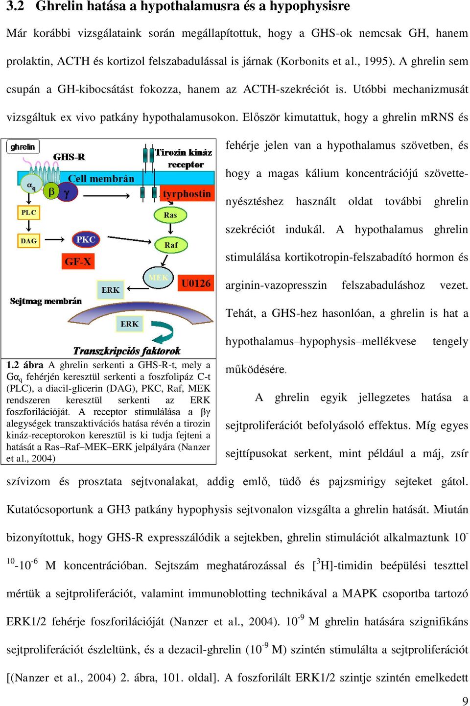 Először kimutattuk, hogy a ghrelin mrns és fehérje jelen van a hypothalamus szövetben, és hogy a magas kálium koncentrációjú szövettenyésztéshez használt oldat további ghrelin szekréciót indukál.