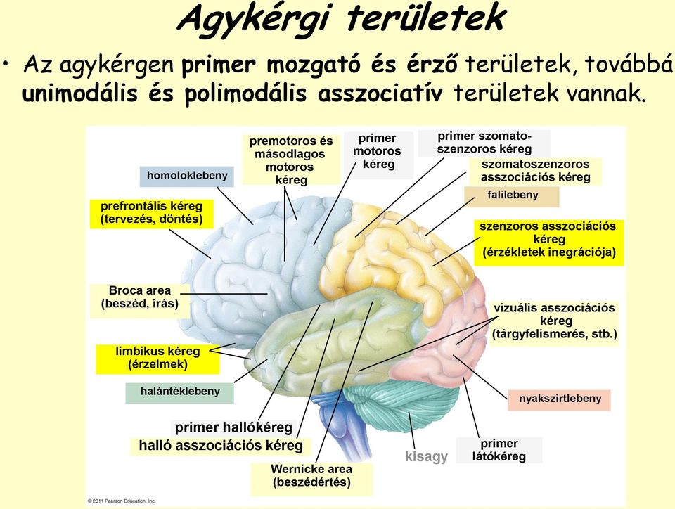 szomatoszenzoros asszociációs kéreg falilebeny szenzoros asszociációs kéreg (érzékletek inegrációja) Broca area (beszéd, írás) limbikus kéreg