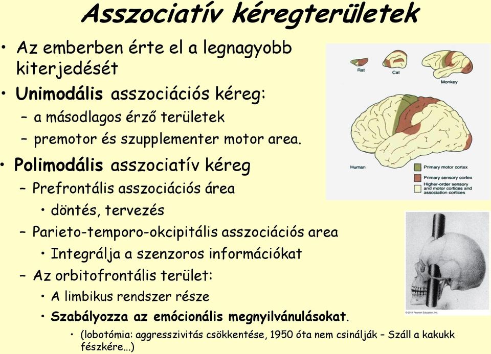 Polimodális asszociatív kéreg Prefrontális asszociációs área döntés, tervezés Parieto-temporo-okcipitális asszociációs area