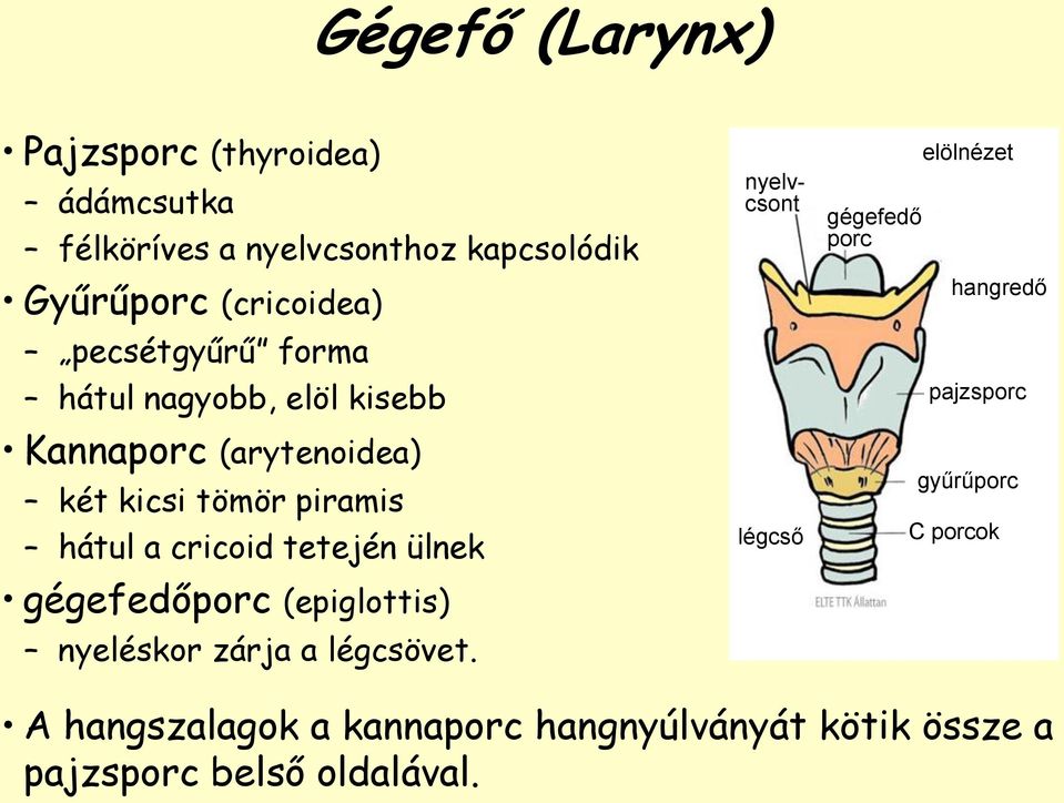 tetején ülnek gégefedőporc (epiglottis) nyeléskor zárja a légcsövet.