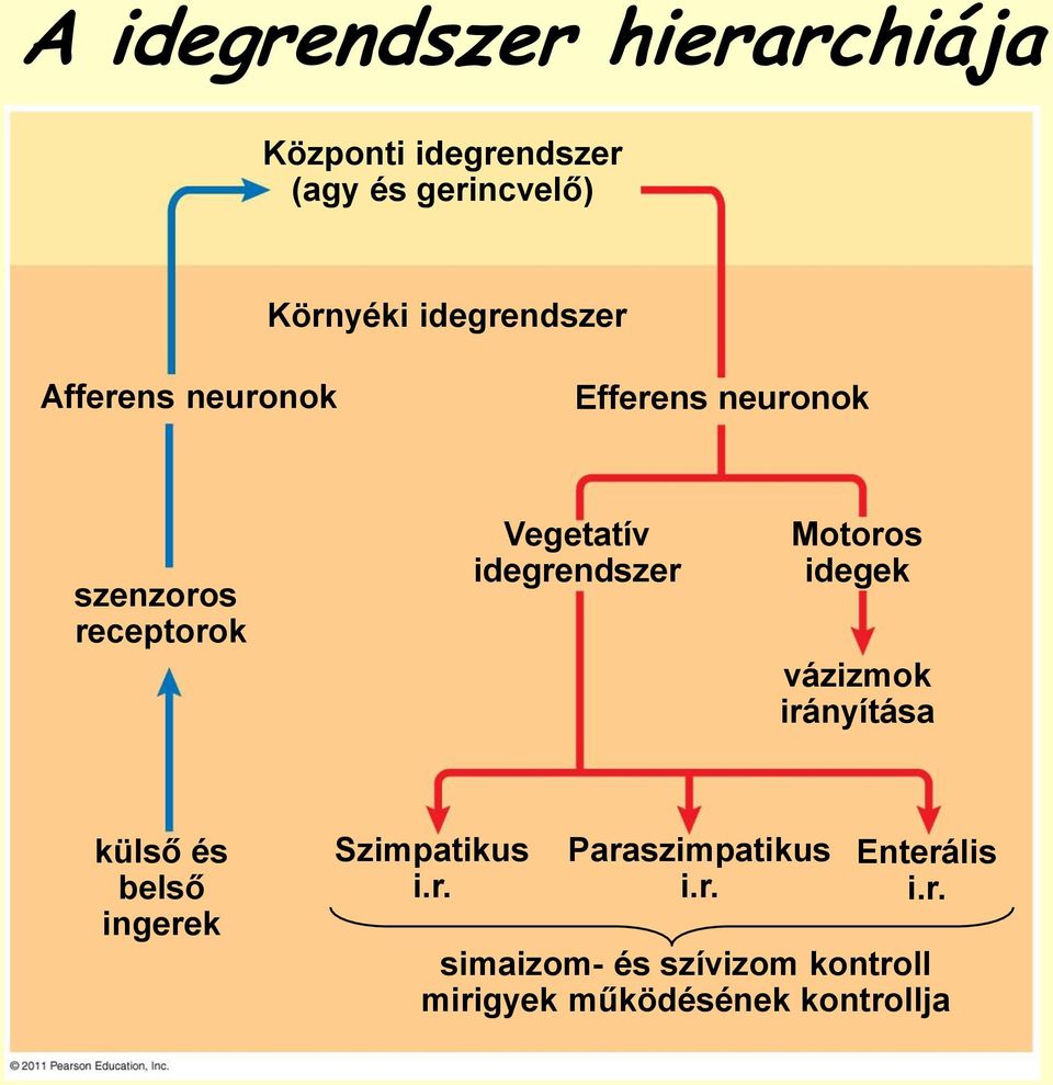 idegrendszer Motoros idegek vázizmok irányítása külső és belső ingerek Szimpatikus i.r. Paraszimpatikus i.