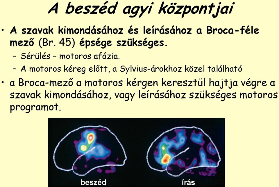 A motoros kéreg előtt, a Sylvius-árokhoz közel található a Broca-mező a motoros