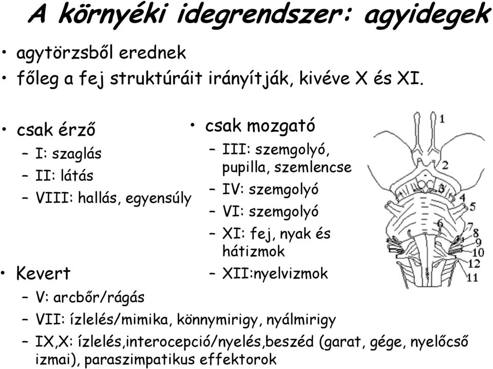 pupilla, szemlencse IV: szemgolyó VI: szemgolyó XI: fej, nyak és hátizmok XII:nyelvizmok VII: ízlelés/mimika,