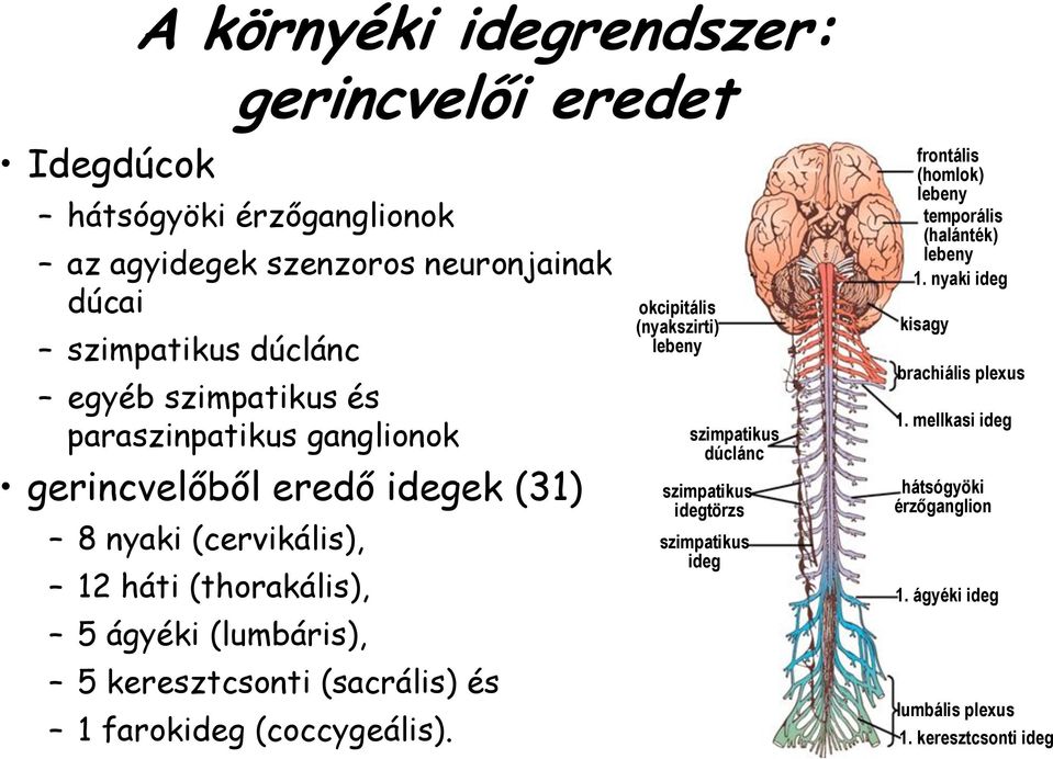 (sacrális) és 1 farokideg (coccygeális).