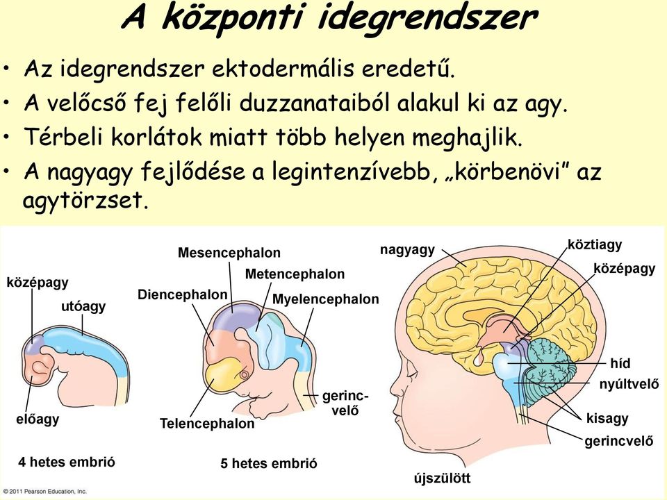 A nagyagy fejlődése a legintenzívebb, körbenövi az agytörzset.