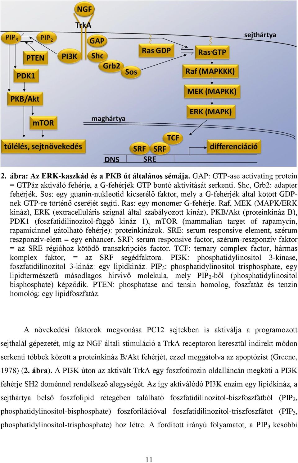 Raf, MEK (MAPK/ERK kináz), ERK (extracelluláris szignál által szabályozott kináz), PKB/Akt (proteinkináz B), PDK1 (foszfatidilinozitol-függő kináz 1), mtor (mammalian target of rapamycin,