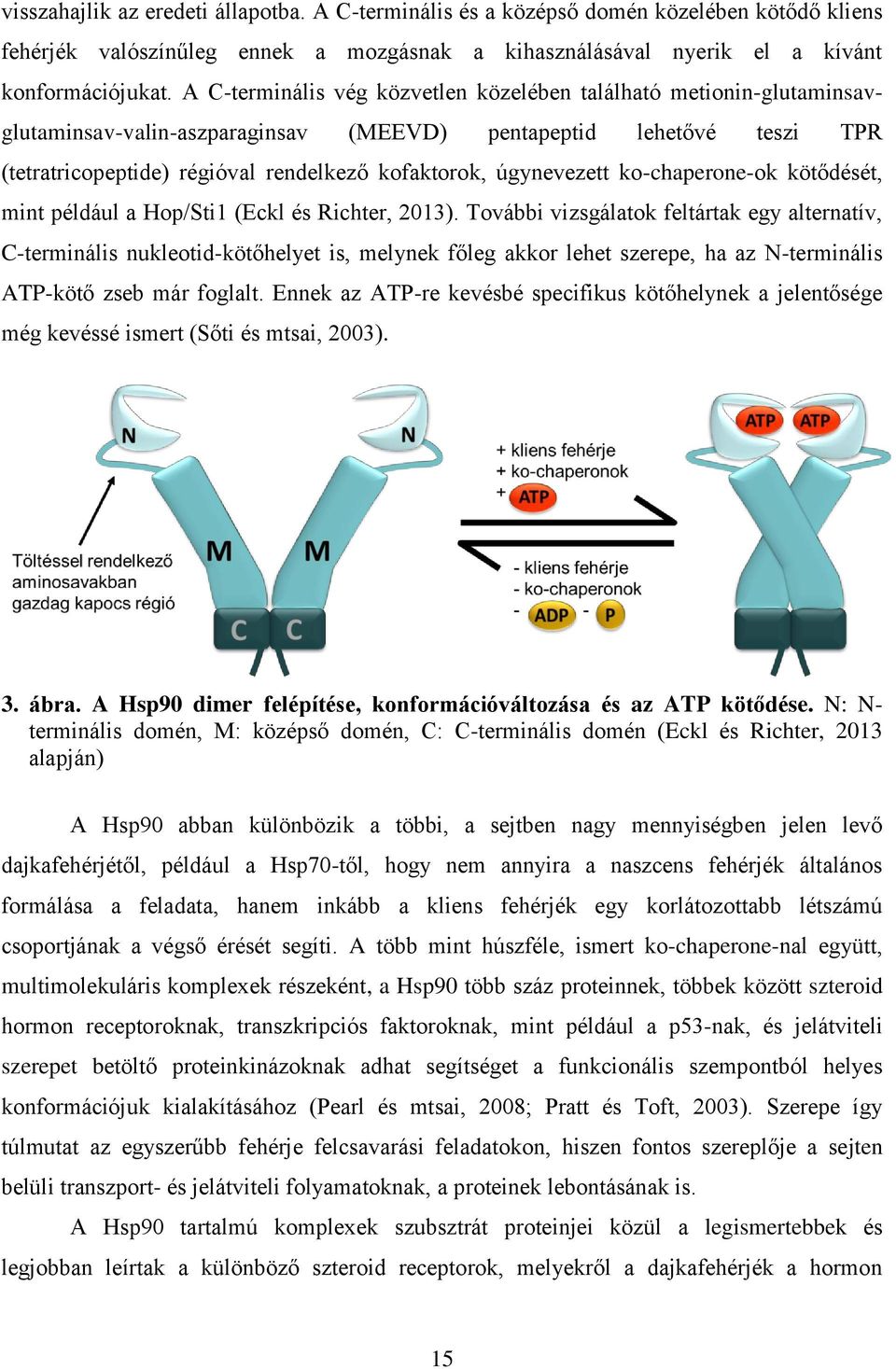 úgynevezett ko-chaperone-ok kötődését, mint például a Hop/Sti1 (Eckl és Richter, 2013).