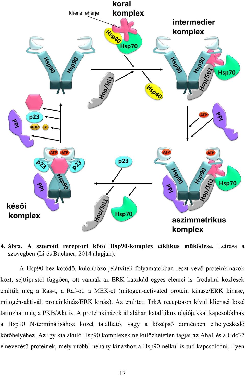 Irodalmi közlések említik még a Ras-t, a Raf-ot, a MEK-et (mitogen-activated protein kinase/erk kinase, mitogén-aktivált proteinkináz/erk kináz).
