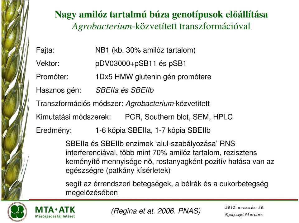 Eredmény: PCR, Southern blot, SEM, HPLC 1-6 kópia SBEIIa, 1-7 kópia SBEIIb SBEIIa és SBEIIb enzimek alul-szabályozása RNS interferenciával, több mint 70% amilóz tartalom,