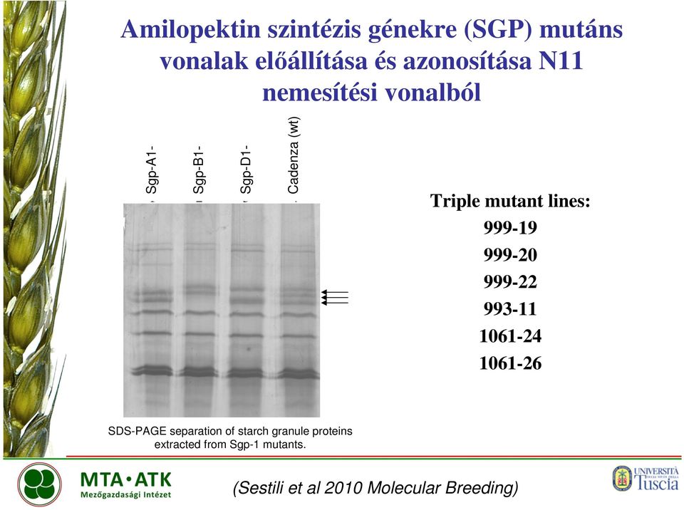 lines: 999-19 999-20 999-22 993-11 1061-24 1061-26 SDS-PAGE separation of starch