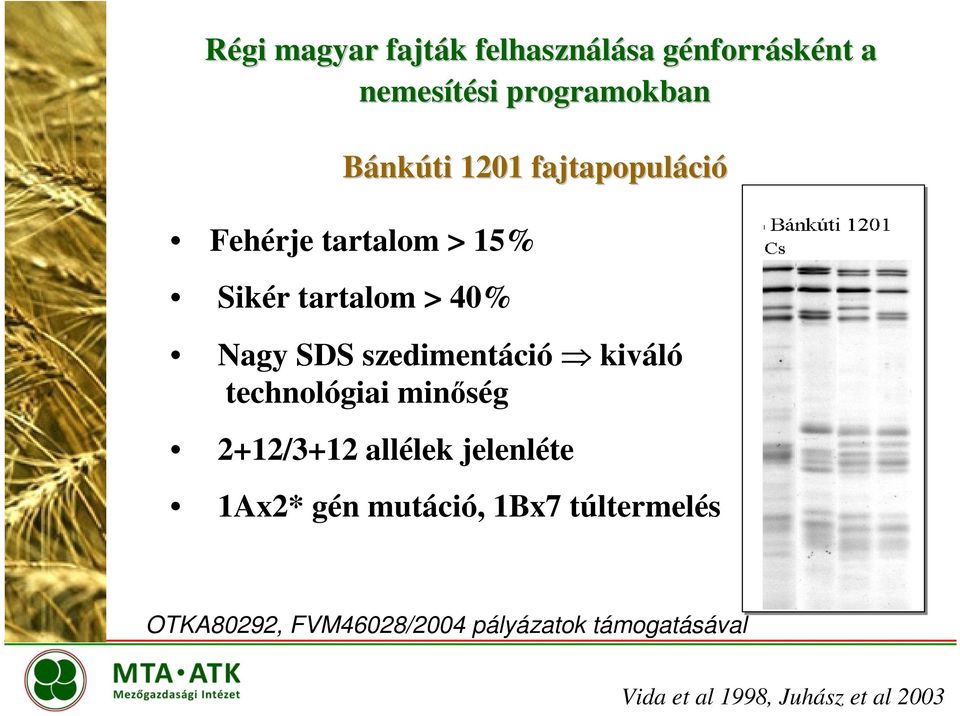 kiváló technológiai minőség 2+12/3+12 allélek jelenléte 1Ax2* gén mutáció, 1Bx7