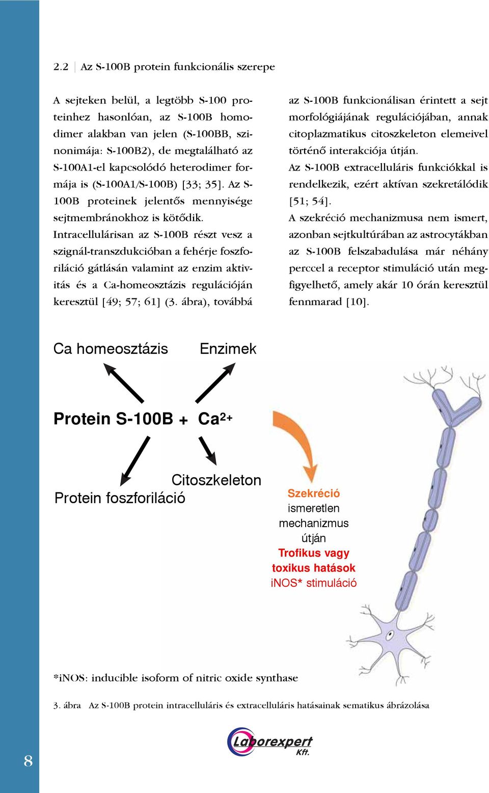 Intracellulárisan az S-100B részt vesz a szignál-transzdukcióban a fehérje foszforiláció gátlásán valamint az enzim aktivitás és a Ca-homeosztázis regulációján keresztül [49; 57; 61] (3.