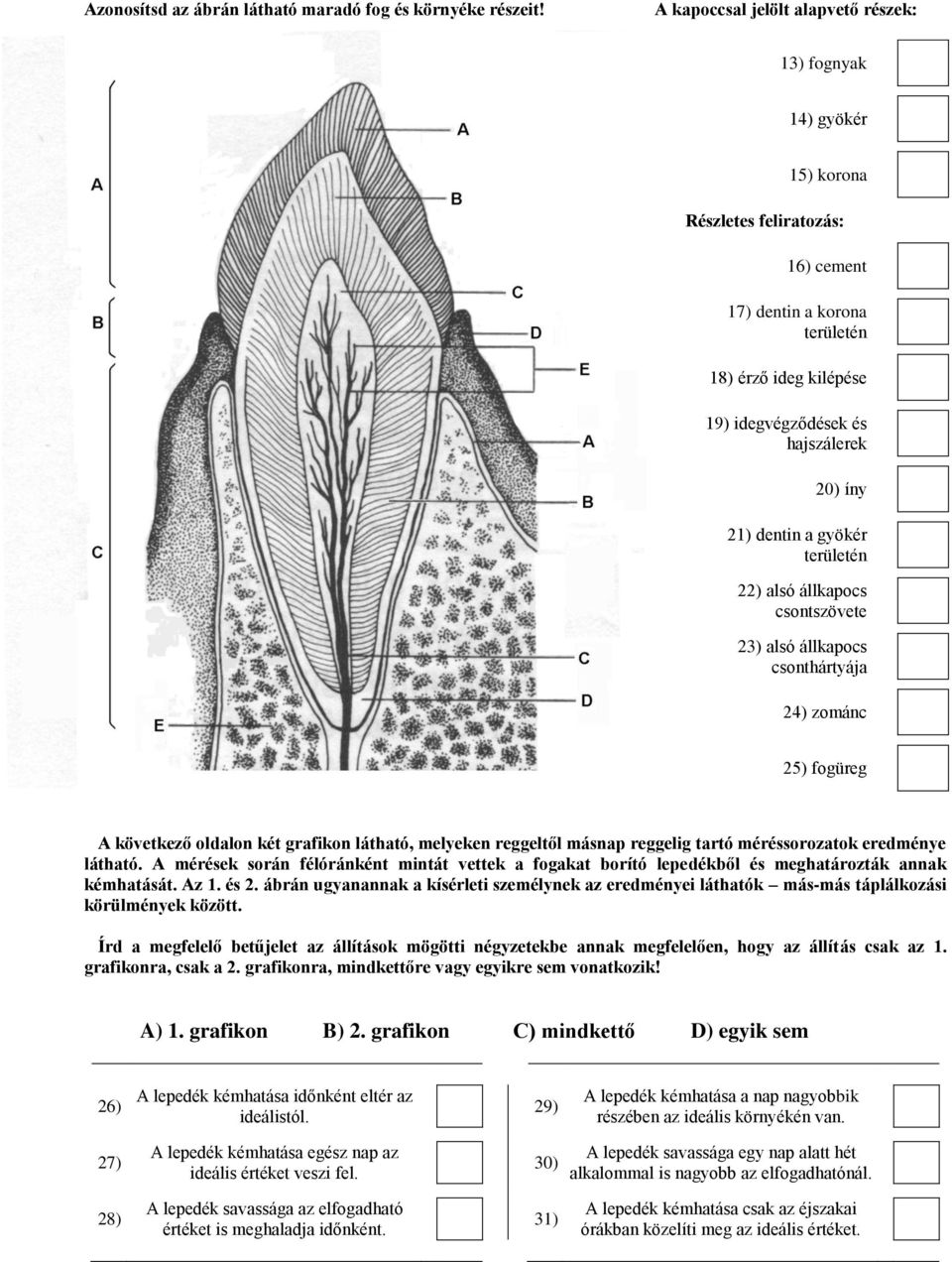 21) dentin a gyökér területén 22) alsó állkapocs csontszövete 23) alsó állkapocs csonthártyája 24) zománc 25) fogüreg A következő oldalon két grafikon látható, melyeken reggeltől másnap reggelig