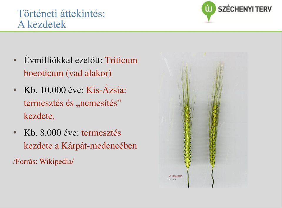 000 éve: Kis-Ázsia: termesztés és nemesítés kezdete,