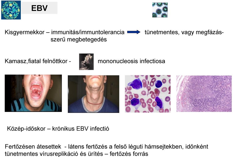 Közép-időskor krónikus EBV infectió Fertőzésen átesettek - látens fertőzés a