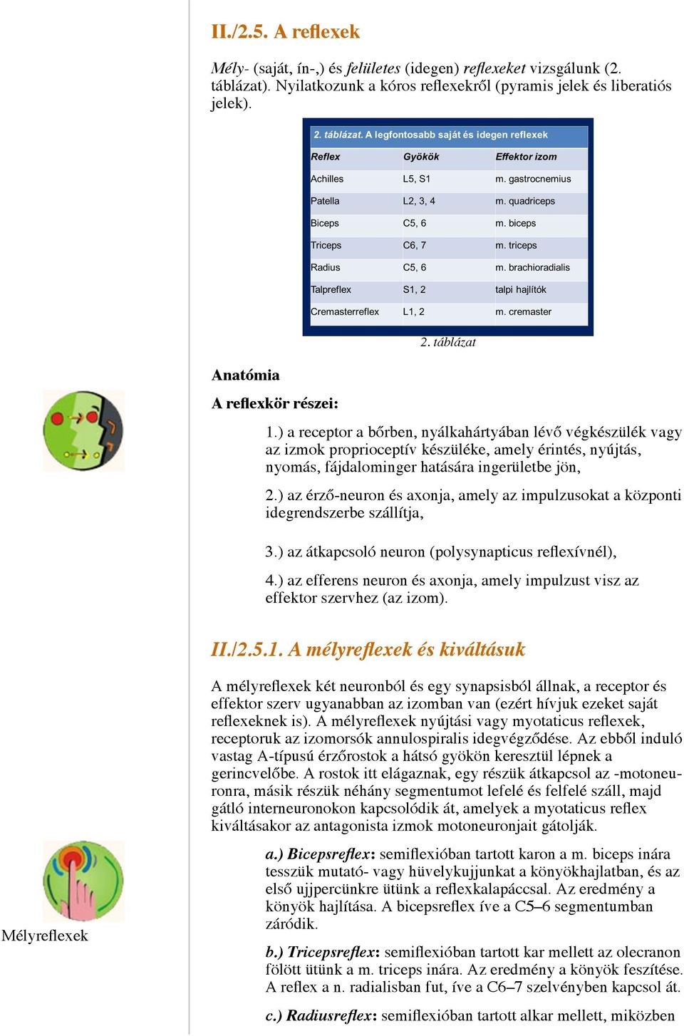 ) az érző-neuron és axonja, amely az impulzusokat a központi idegrendszerbe szállítja, 3.) az átkapcsoló neuron (polysynapticus reflexívnél), 4.