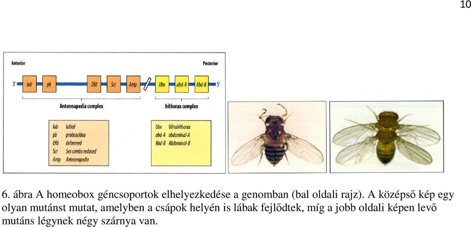 A középső kép egy olyan mutánst mutat, amelyben a csápok