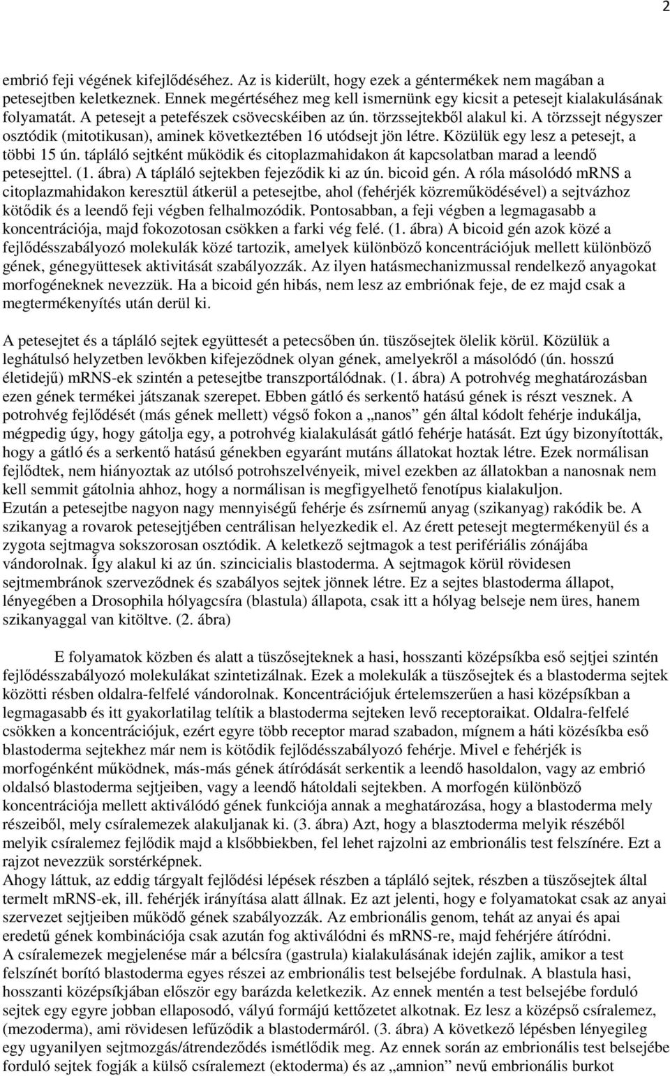 A törzssejt négyszer osztódik (mitotikusan), aminek következtében 16 utódsejt jön létre. Közülük egy lesz a petesejt, a többi 15 ún.