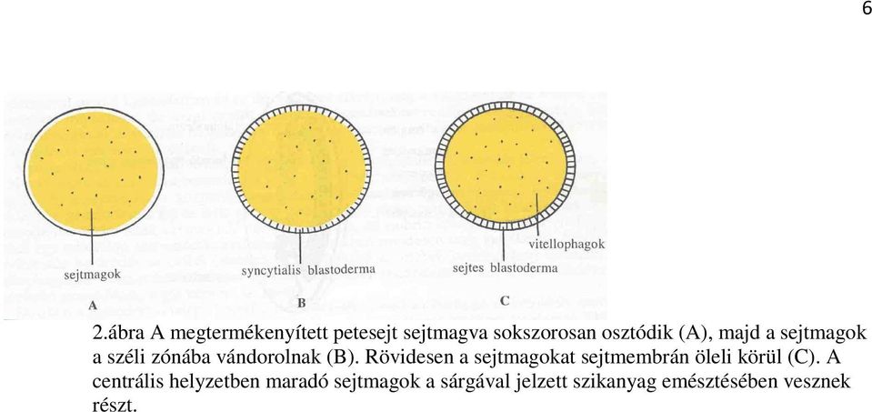 Rövidesen a sejtmagokat sejtmembrán öleli körül (C).