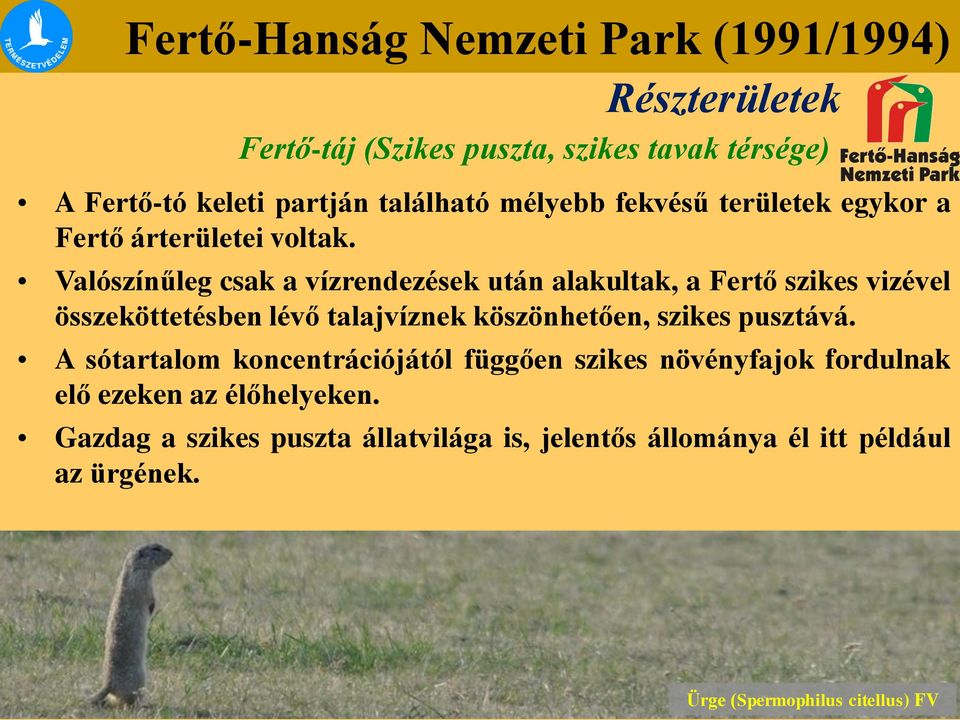 Valószínűleg csak a vízrendezések után alakultak, a Fertő szikes vizével összeköttetésben lévő talajvíznek köszönhetően, szikes