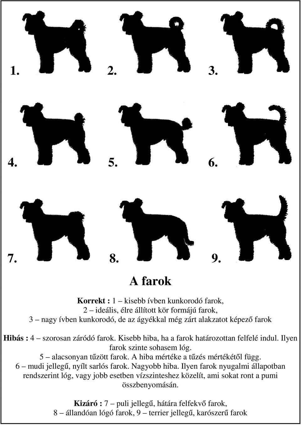 Hibás : 4 szorosan záródó farok. Kisebb hiba, ha a farok határozottan felfelé indul. Ilyen farok szinte sohasem lóg. 5 alacsonyan tűzött farok.