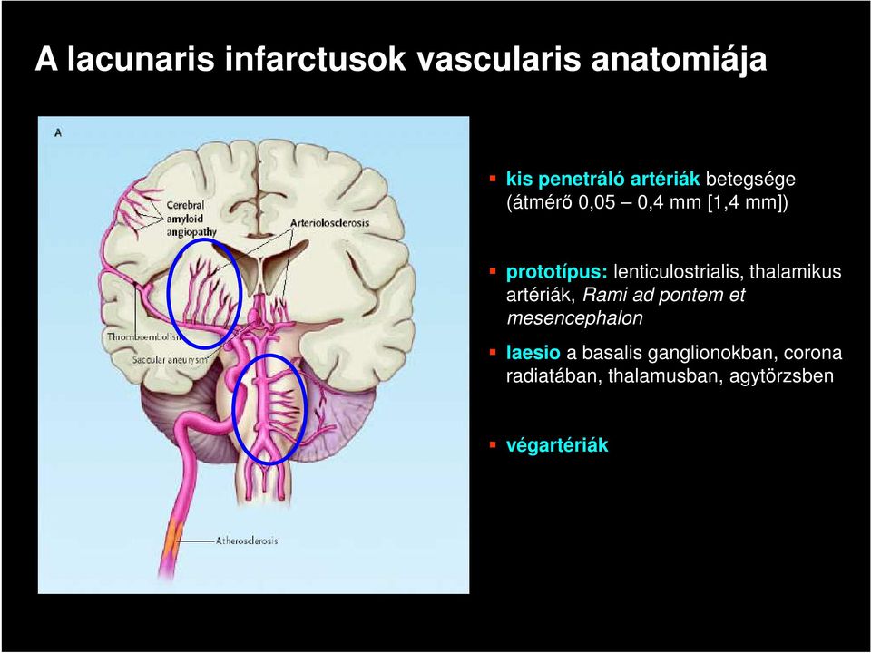 lenticulostrialis, thalamikus artériák, Rami ad pontem et