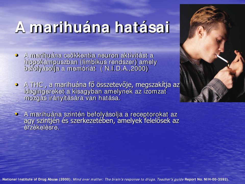 ,2000) A THC, a marihuána fő összetevője, megszakítja az idegingereket a kisagyban amelynek az izomzat mozgás irányítására van