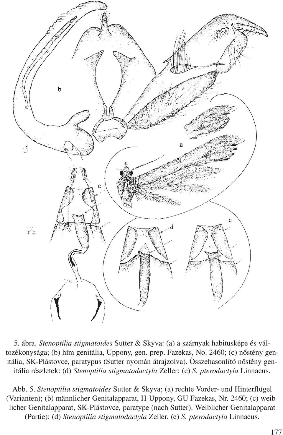 pterodactyla Linnaeus. Abb. 5.