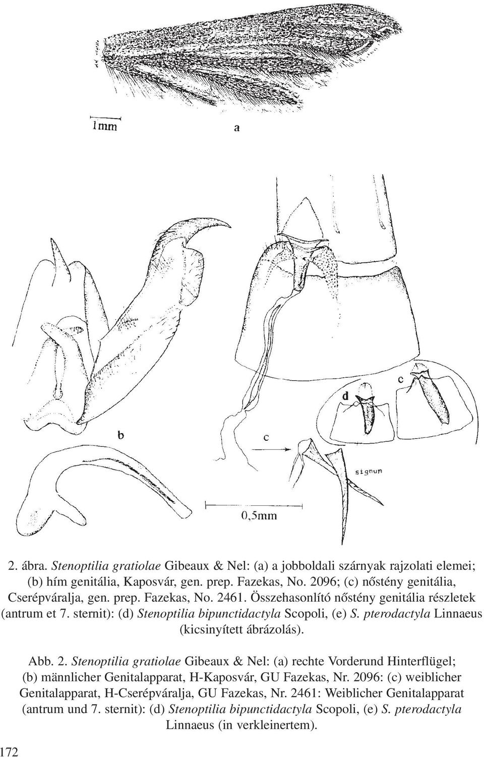 sternit): (d) Stenoptilia bipunctidactyla Scopoli, (e) S. pterodactyla Linnaeus (kicsinyített ábrázolás). 172 Abb. 2.