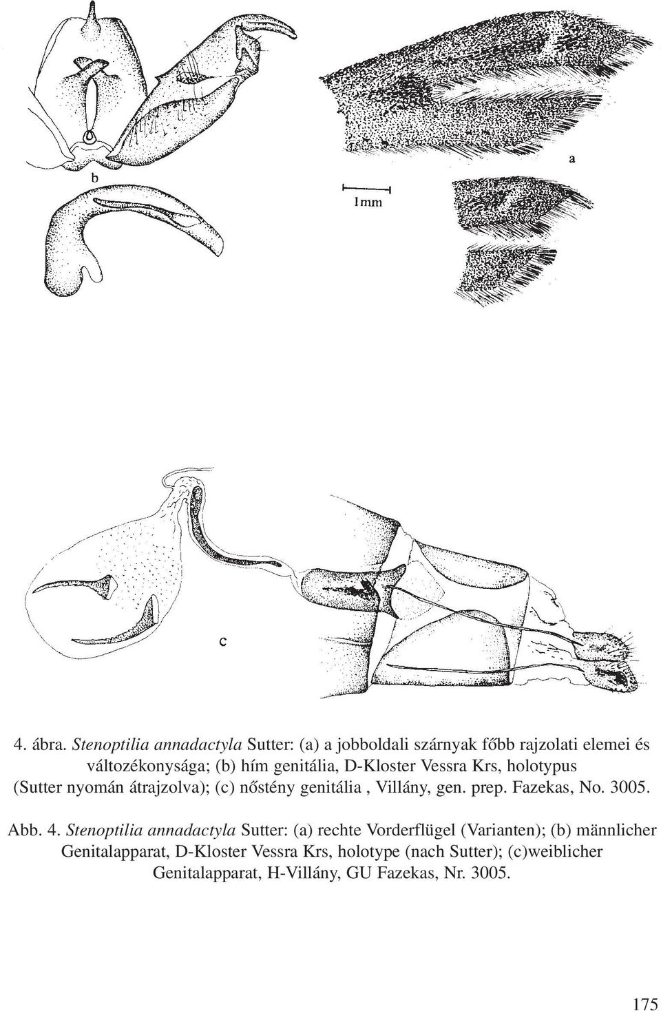 genitália, D-Kloster Vessra Krs, holotypus (Sutter nyomán átrajzolva); (c) nõstény genitália, Villány, gen. prep.
