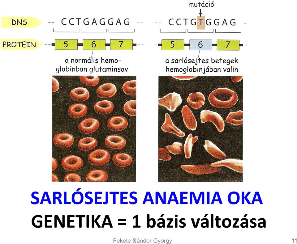 GENETIKA = 1 bázis