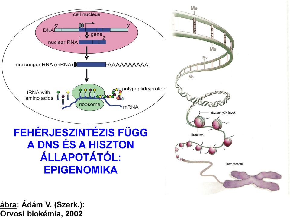 EPIGENOMIKA ábra: Ádám V.