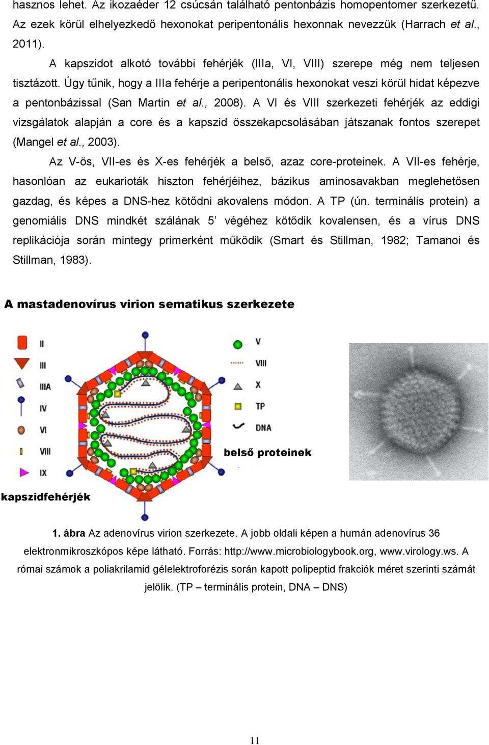 Úgy tűnik, hogy a IIIa fehérje a peripentonális hexonokat veszi körül hidat képezve a pentonbázissal (San Martin et al., 2008).