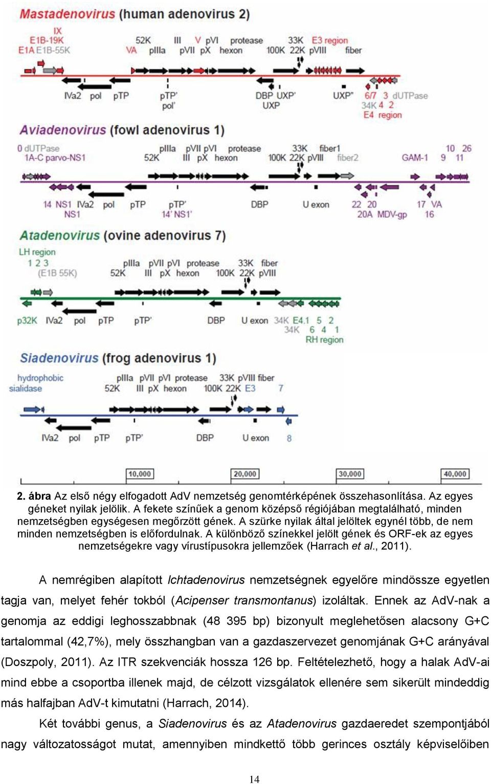 A különböző színekkel jelölt gének és ORF-ek az egyes nemzetségekre vagy vírustípusokra jellemzőek (Harrach et al., 2011).